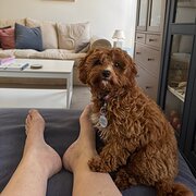 Home Owner wanting sitter in Geelong, Victoria