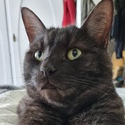 Home Owner wanting sitter in MEENIYAN, Victoria