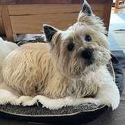 Home Owner wanting sitter in , Tasmania