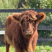 Home Owner wanting sitter in Woodend, Victoria