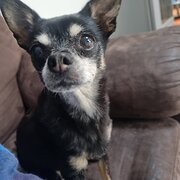 Home Owner wanting sitter in Frankston, Victoria