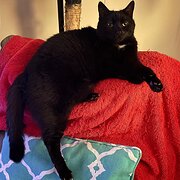 Home Owner wanting sitter in Lake Macquarie , New South Wales