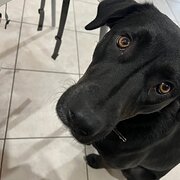 Home Owner wanting sitter in , New South Wales