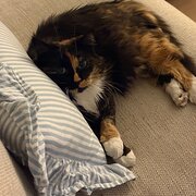 Home Owner wanting sitter in Melbourne, Victoria