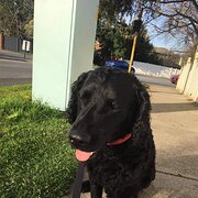 Home Owner wanting sitter in Melbourne, Victoria