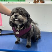 Home Owner wanting sitter in Sydney, New South Wales