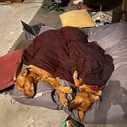 Home Owner wanting sitter in Gold Coast, Queensland