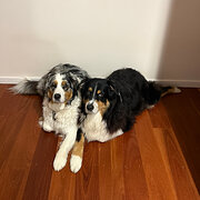 Home Owner wanting sitter in , New South Wales