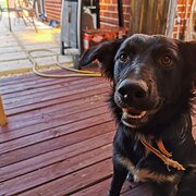 Home Owner wanting sitter in Bunbury, Western Australia