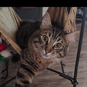 Home Owner wanting sitter in , Victoria