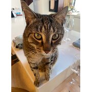 Home Owner wanting sitter in Gold Coast, Queensland