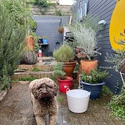 Home Owner wanting sitter in , Victoria