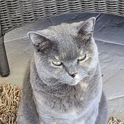 Home Owner wanting sitter in , Queensland