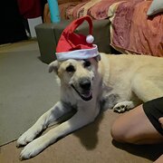 Home Owner wanting sitter in MORAYFIELD, Queensland