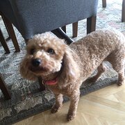 Home Owner wanting sitter in , South Australia