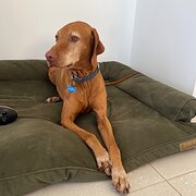 Home Owner wanting sitter in , New South Wales