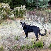 Home Owner wanting sitter in Hobart, Tasmania