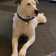 Home Owner wanting sitter in Melbourne, Victoria