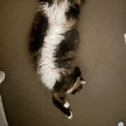 Home Owner wanting sitter in Toowoomba, Queensland