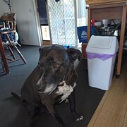 Home Owner wanting sitter in Werribee, Victoria