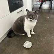 Home Owner wanting sitter in , Australian Capital Territory