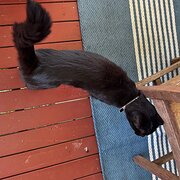 Home Owner wanting sitter in Gold Coast City , New South Wales