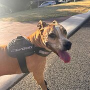 Home Owner wanting sitter in , Western Australia