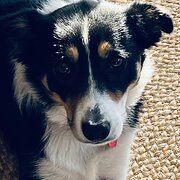 Home Owner wanting sitter in , Victoria