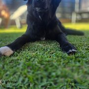 Home Owner wanting sitter in , New South Wales