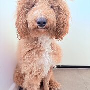 Home Owner wanting sitter in Melbourne , Victoria