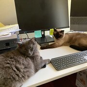 Home Owner wanting sitter in Brisbane, Queensland