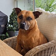 Home Owner wanting sitter in Gold Coast , Queensland