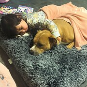 Home Owner wanting sitter in Geelong, Victoria