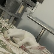 Home Owner wanting sitter in Brisbane , Queensland