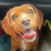 Home Owner wanting sitter in , Victoria