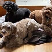 Home Owner wanting sitter in , Victoria