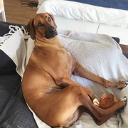 Home Owner wanting sitter in , Queensland