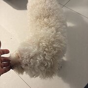 Home Owner wanting sitter in , New South Wales