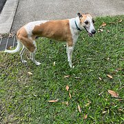 Home Owner wanting sitter in Gympie, Queensland