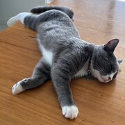 Home Owner wanting sitter in , South Australia