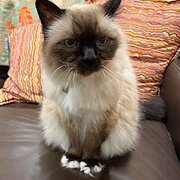 Home Owner wanting sitter in Brisbane, Queensland