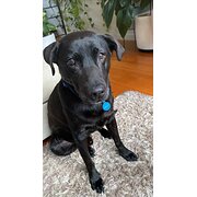 Home Owner wanting sitter in Melbourne , Victoria