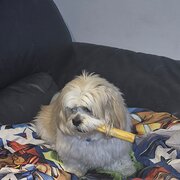 Home Owner wanting sitter in , Queensland