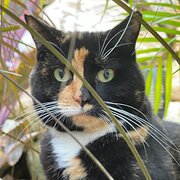 Home Owner wanting sitter in Surfers Paradise, Queensland