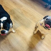 Home Owner wanting sitter in Brisbane, Queensland