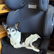 Home Owner wanting sitter in Horsham 60kms away , Victoria