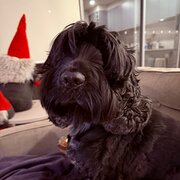 Home Owner wanting sitter in Melbourne, Victoria