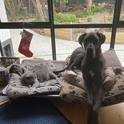 Home Owner wanting sitter in Mornington, Victoria