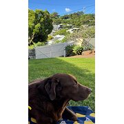 Home Owner wanting sitter in , Queensland