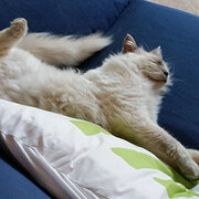 Home Owner wanting sitter in Canberra, Australian Capital Territory